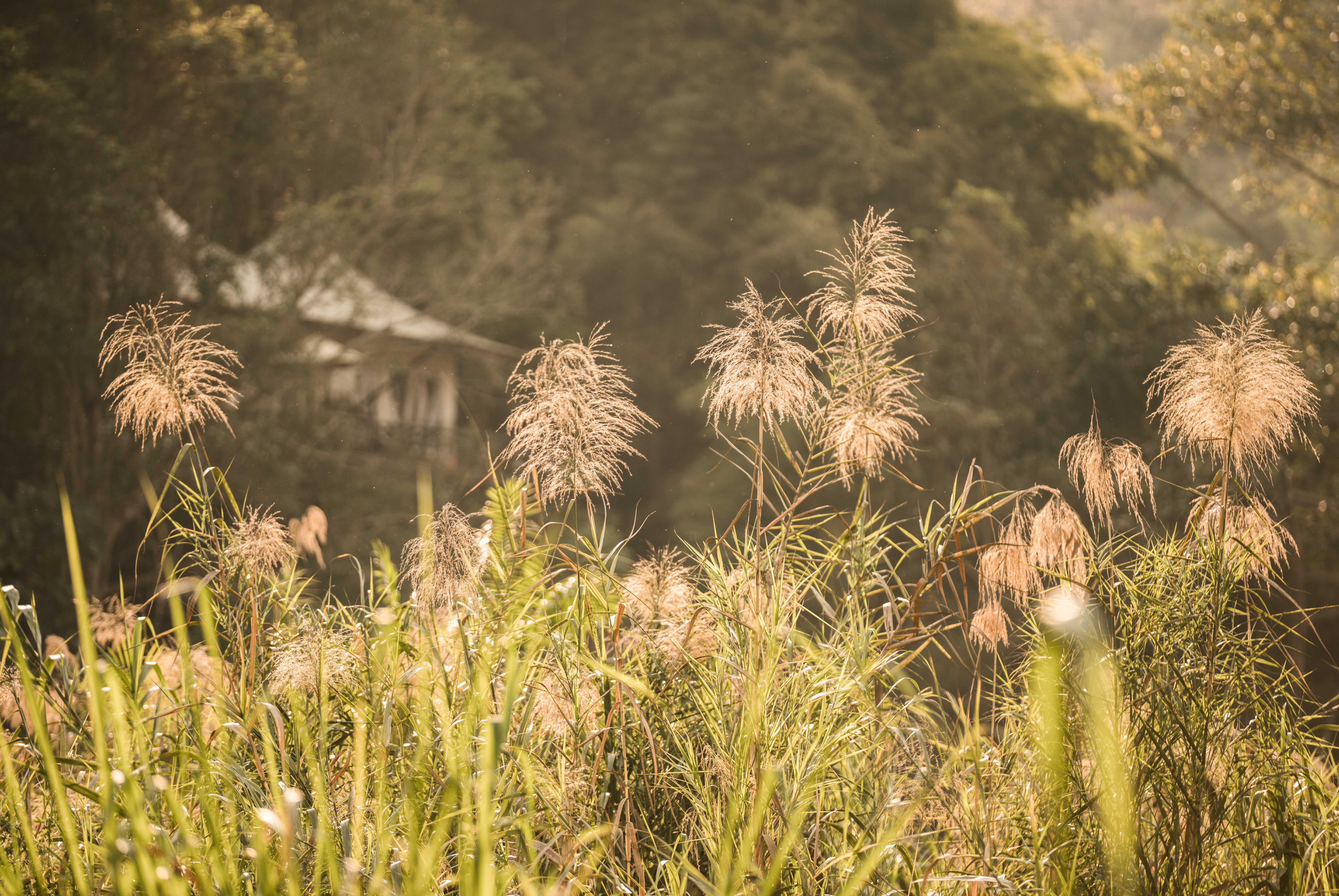 Four Seasons Tented Camp Goldenes Dreieck Exterior foto